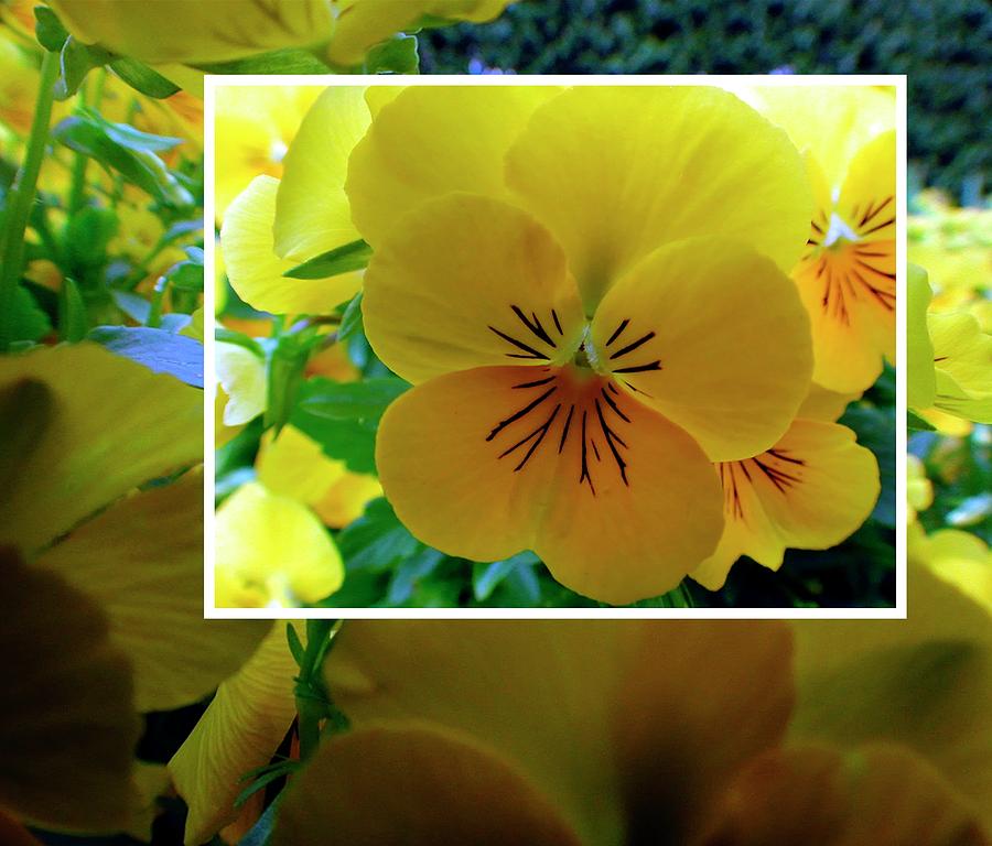 Spring Yellow Collage Photograph by Jerry Sodorff