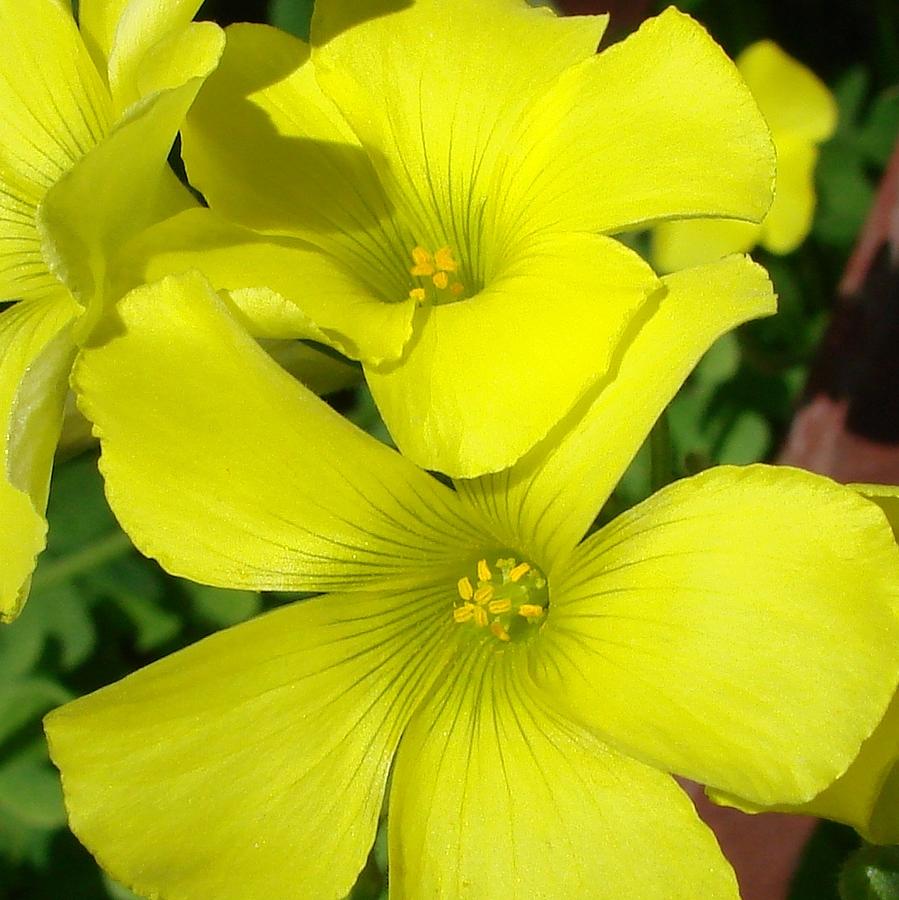 Flowers Still Life Photograph - Spring Yellow by Liz Vernand