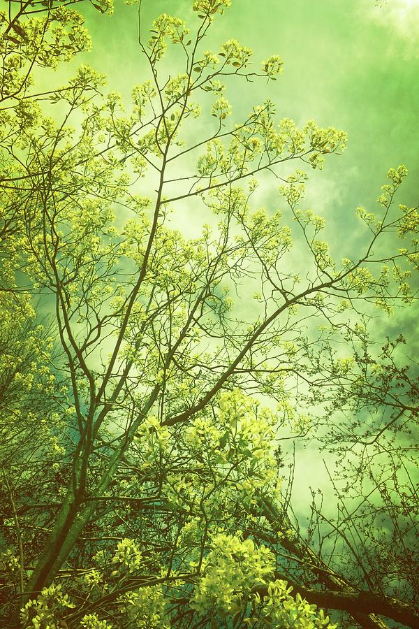 Spring - Yellow Photograph