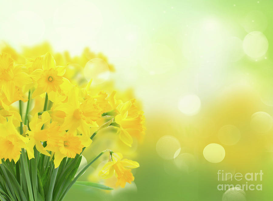 Spring Narcissus Photograph by Anastasy Yarmolovich