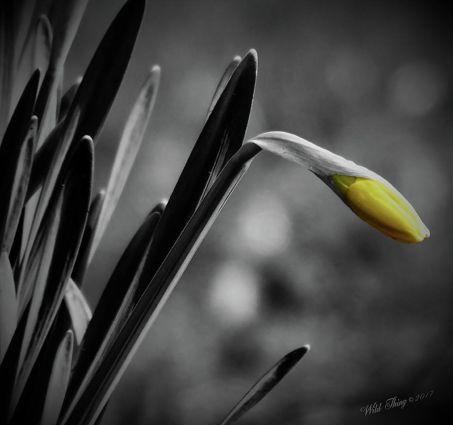 Spring Yellow Digital Art by Wild Thing