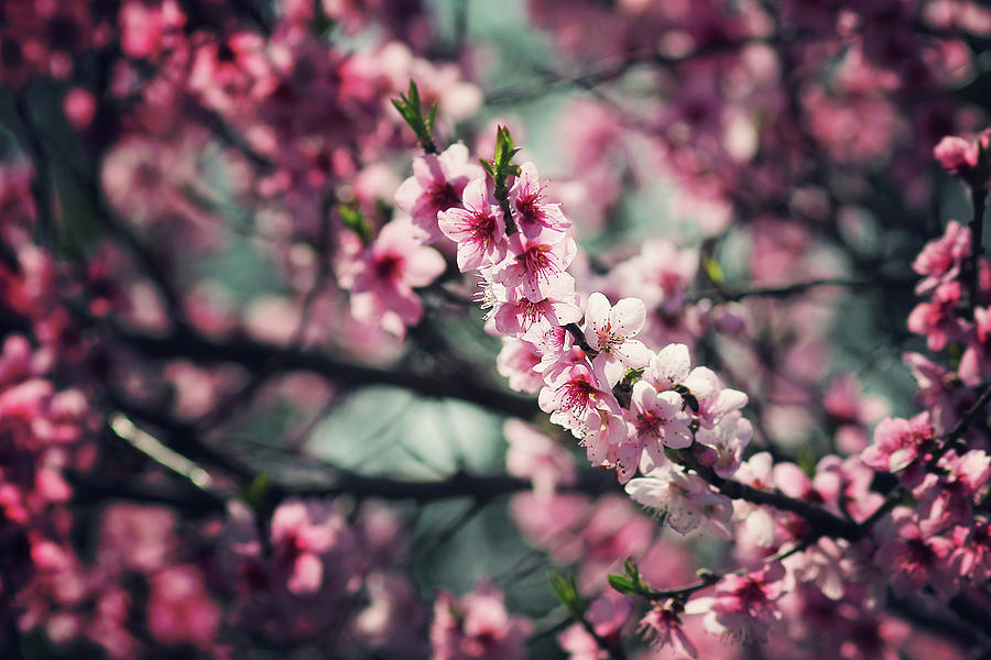 Nature Photograph - Spring by Zoltan Toth
