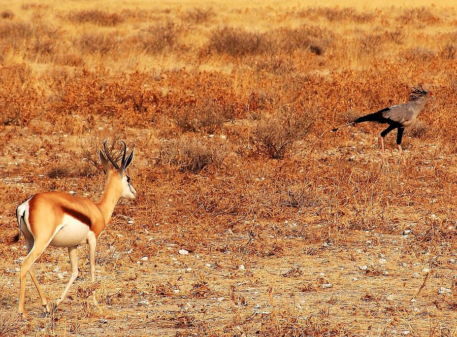 Mammal Photograph - Springbok and Secretary Bird by Stacie Gary