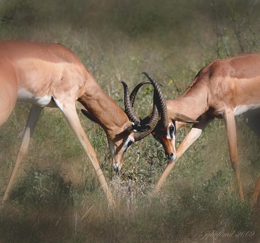 Springbok Samburu Kenya Photograph by Joseph G Holland