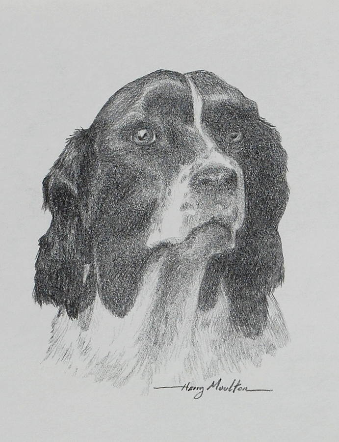 Springer Drawing by Harry Moulton