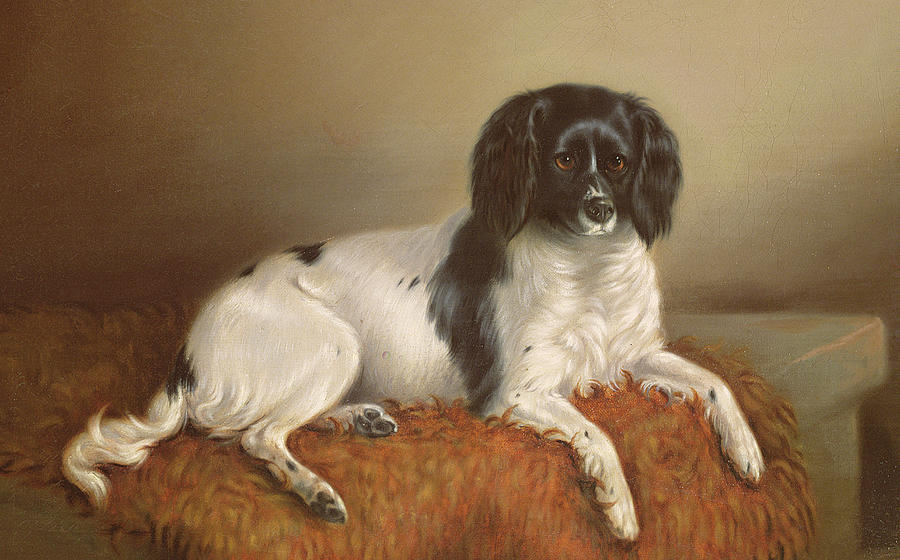 Dog Painting - Springer Spaniel by English School