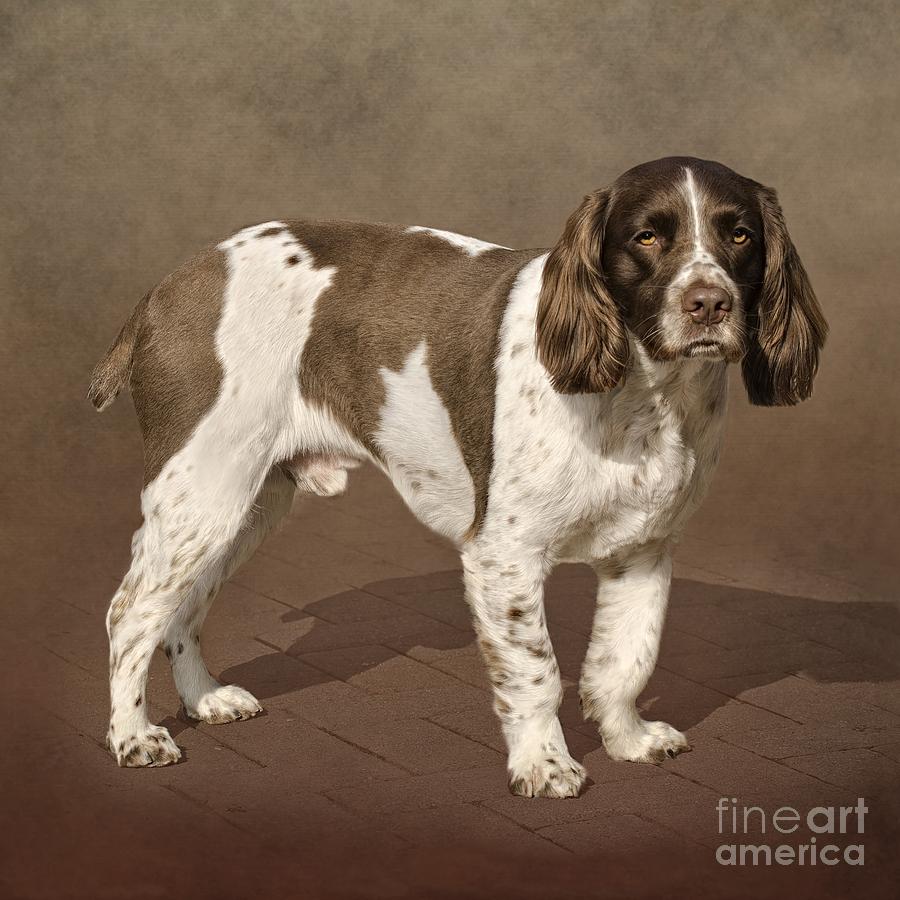 Springer Spaniel  Photograph by Linsey Williams