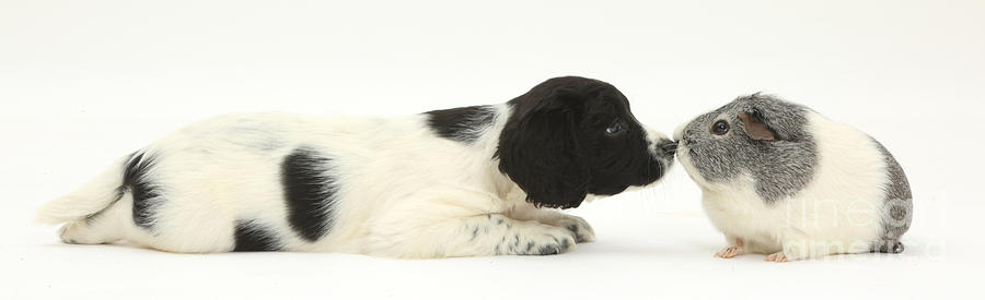 Nature Photograph - Springer Spaniel Puppy And Guinea Pig by Mark Taylor