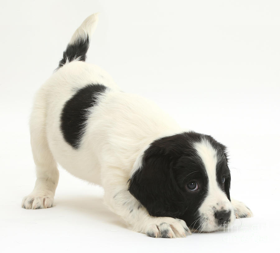Springer Spaniel Puppy Photograph by Mark Taylor