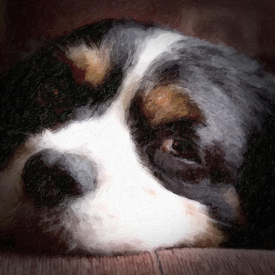 Dog Photograph - Springer Spaniel by Tom Mc Nemar