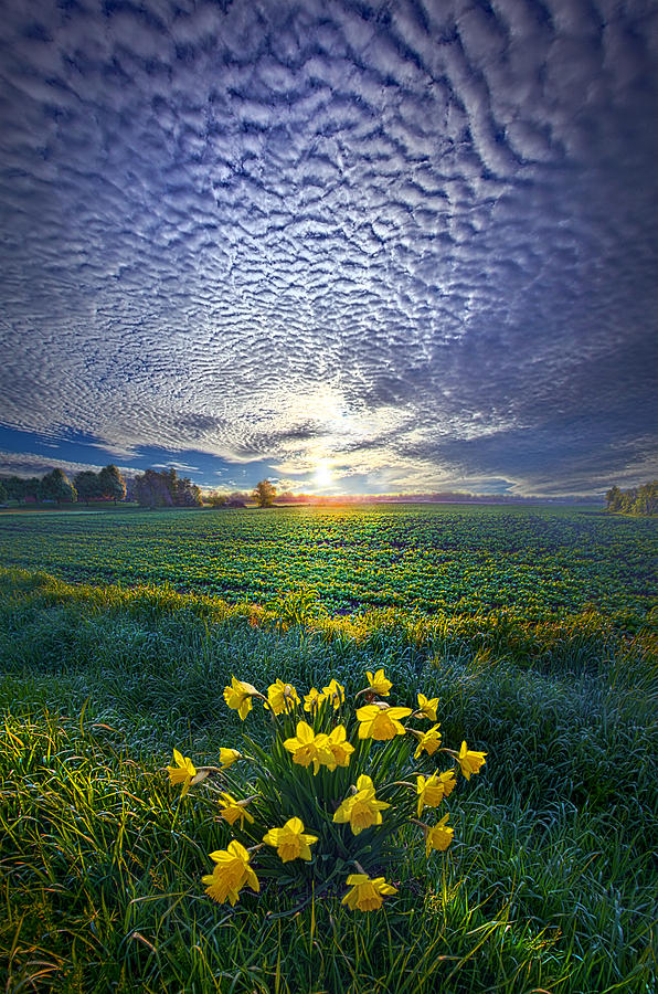 Springing to Life Photograph by Phil Koch