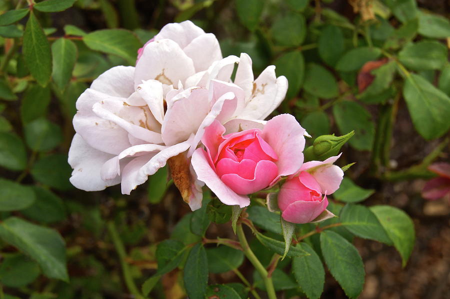 Flower Photograph - Springmill Rose Bud by Mark Holden