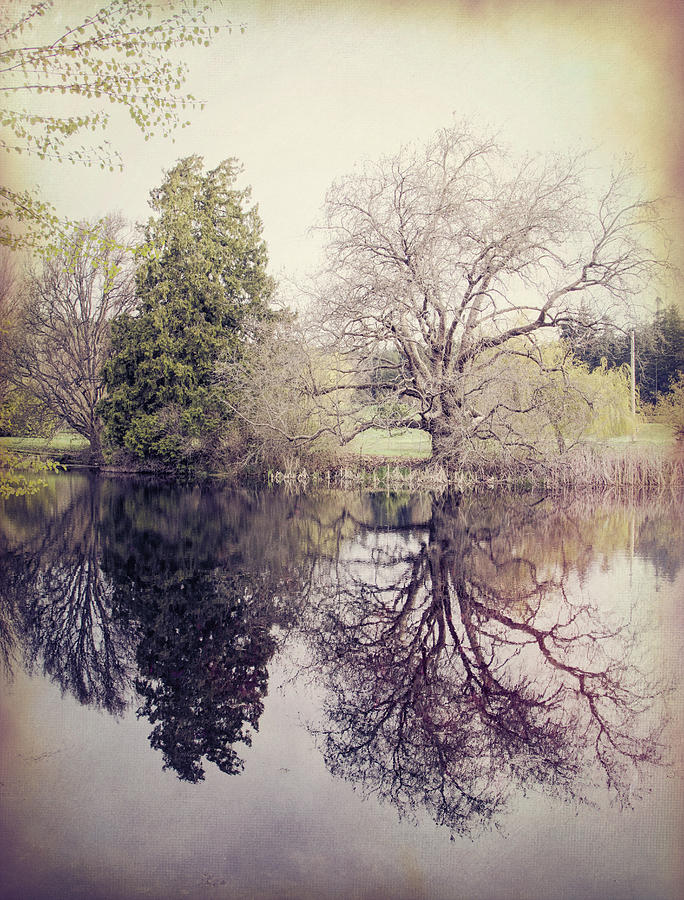 Two Trees Reflected - textured Photograph by Marilyn Wilson