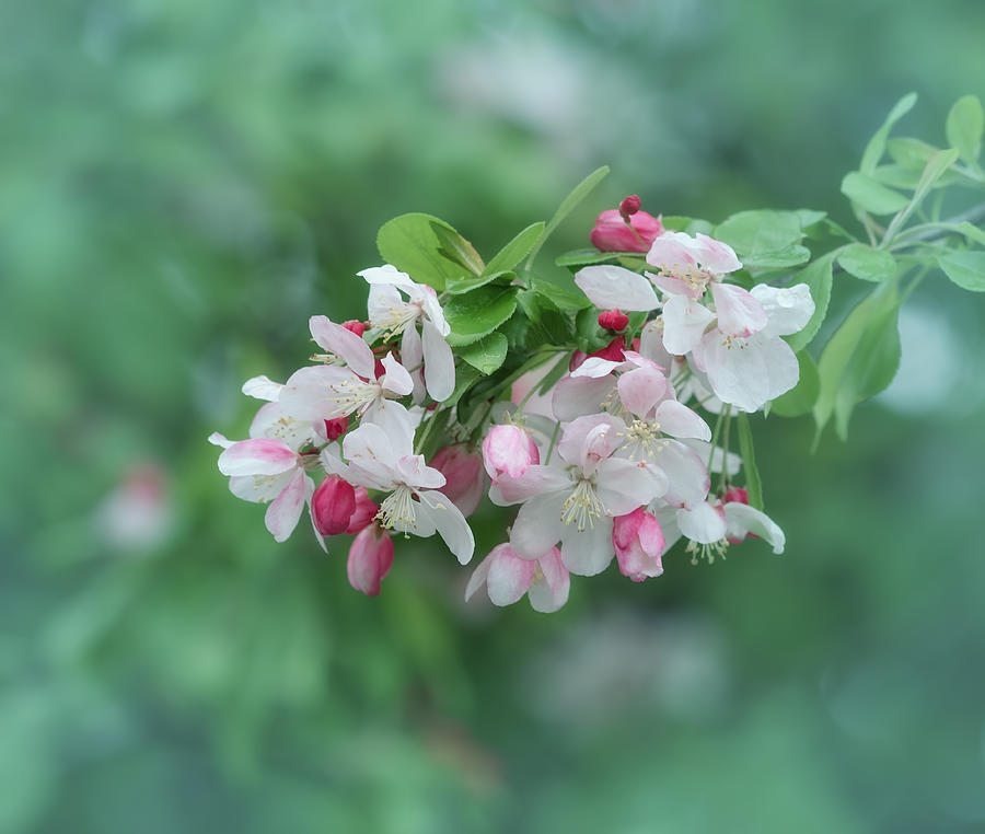 Flower Photograph - Springs Blossoms by Kim Hojnacki