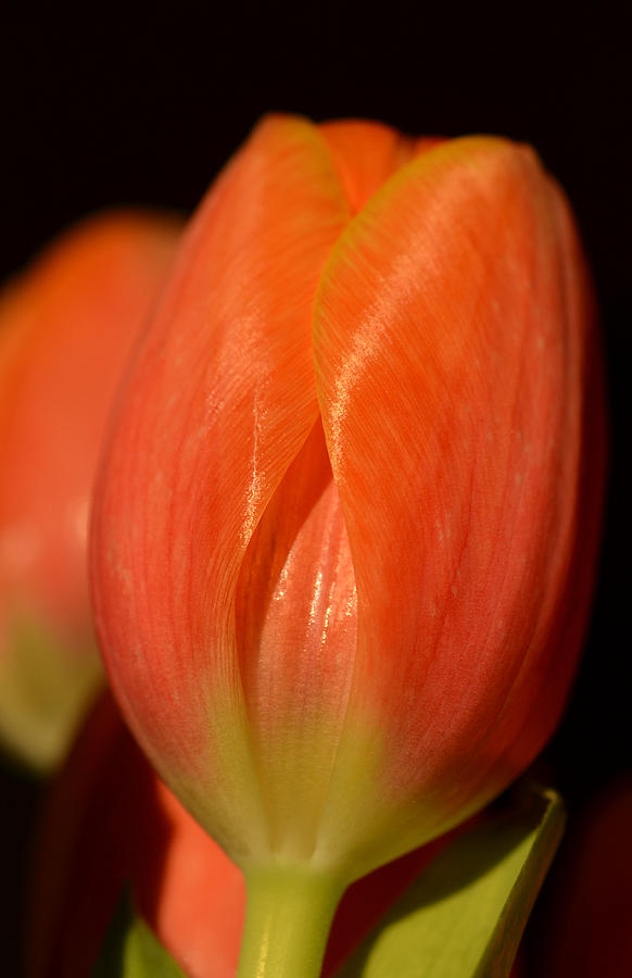 Flower Photograph - Springs first blush by Corinne Rhode