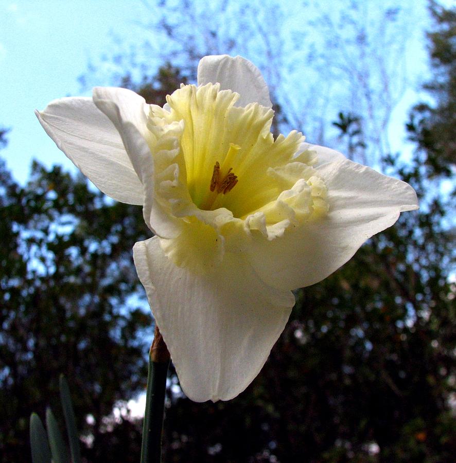 Daffodil Photograph - Springs First Daffodil 2 by J M Farris Photography Daffodil Photograph - Springs First Daffodil 2 by J M Farris Photography