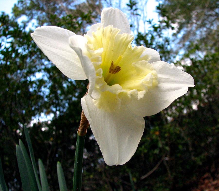 Flowers Still Life Photograph - Springs First Daffodil 3 by J M Farris Photography
