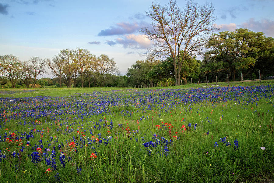 Springs Glory in the Hill Country Photograph by Lynn Bauer