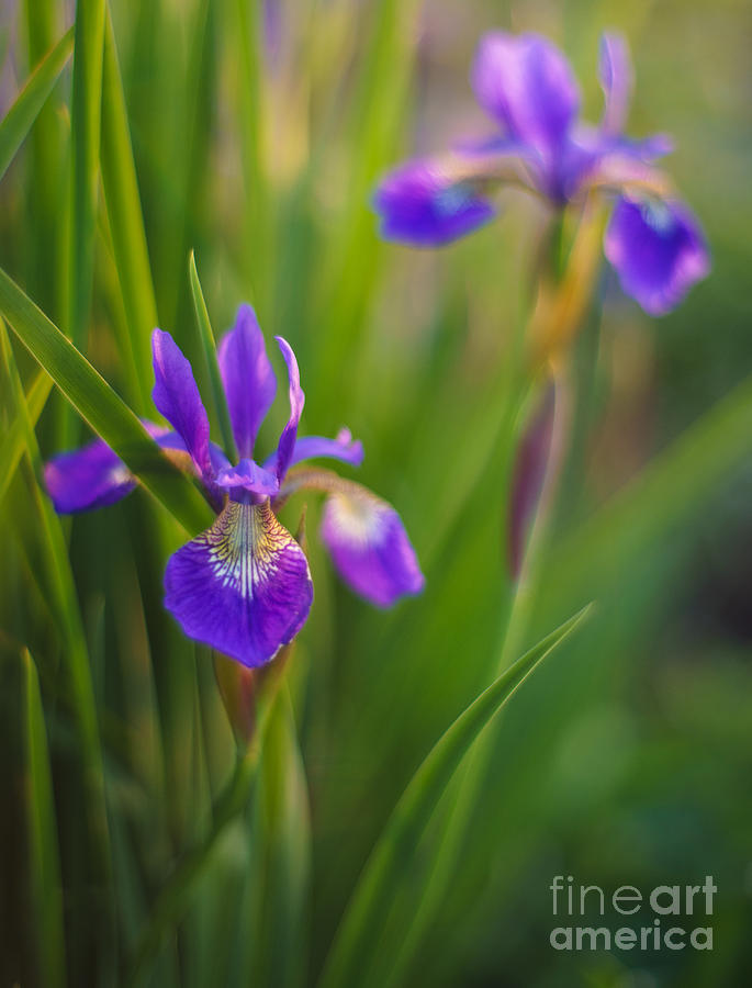 Iris Photograph - Springs Irises Beauty by Mike Reid