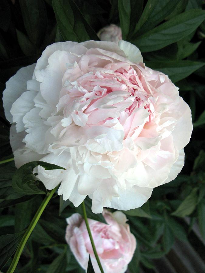 Springs Peony Photograph by Carol Sweetwood
