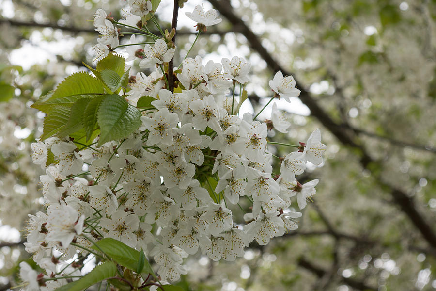 Springtime Abundance - Masses of White Blossoms Photograph by Georgia Mizuleva