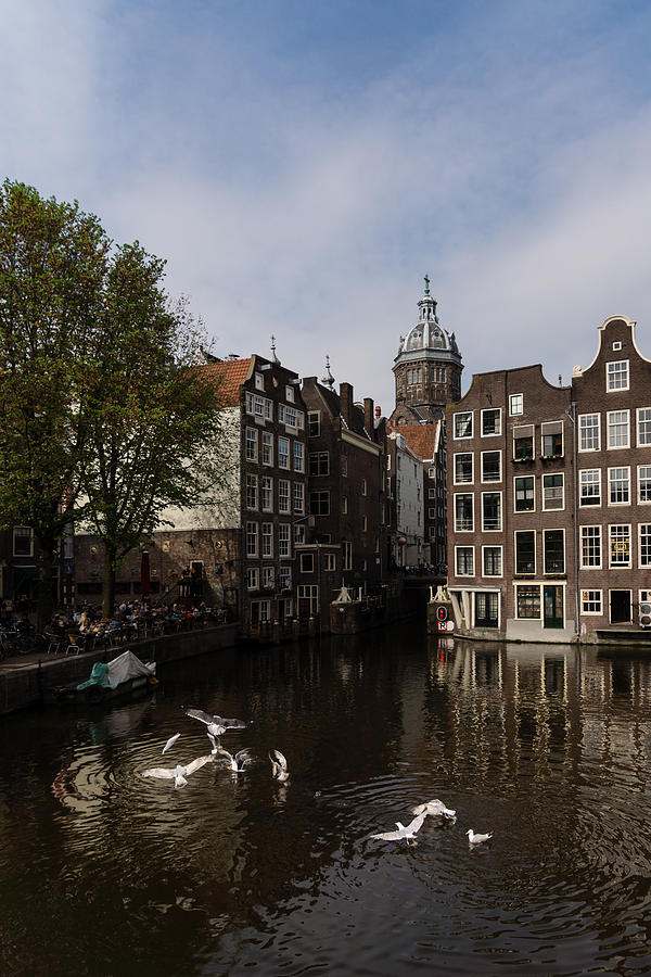Springtime Amsterdam - Noisy Seagull Commotion on the Canal Photograph by Georgia Mizuleva