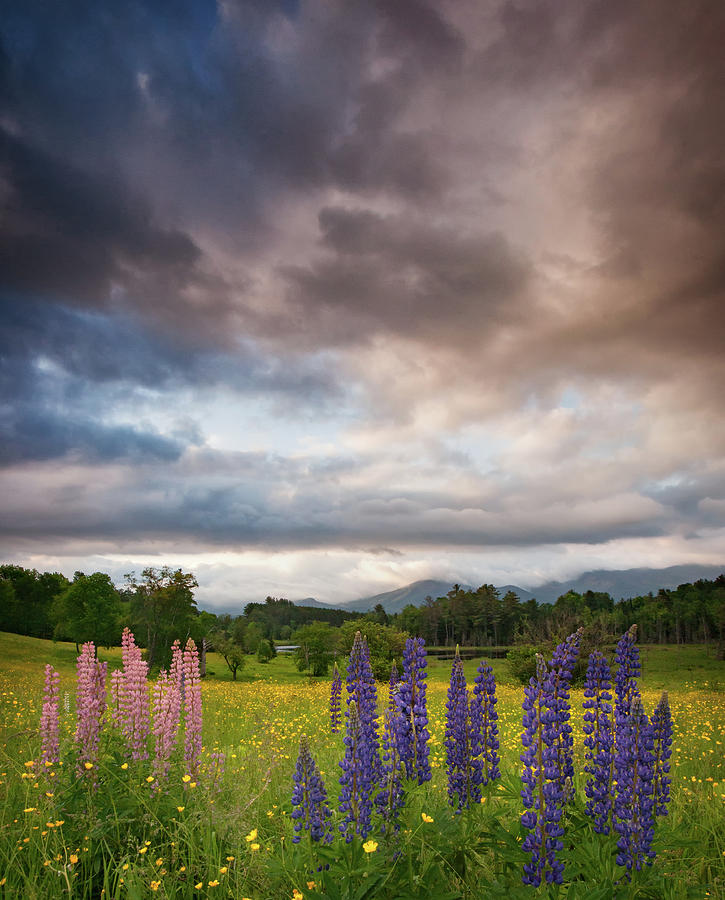 Springtime and Lupines Photograph by Darylann Leonard Photography