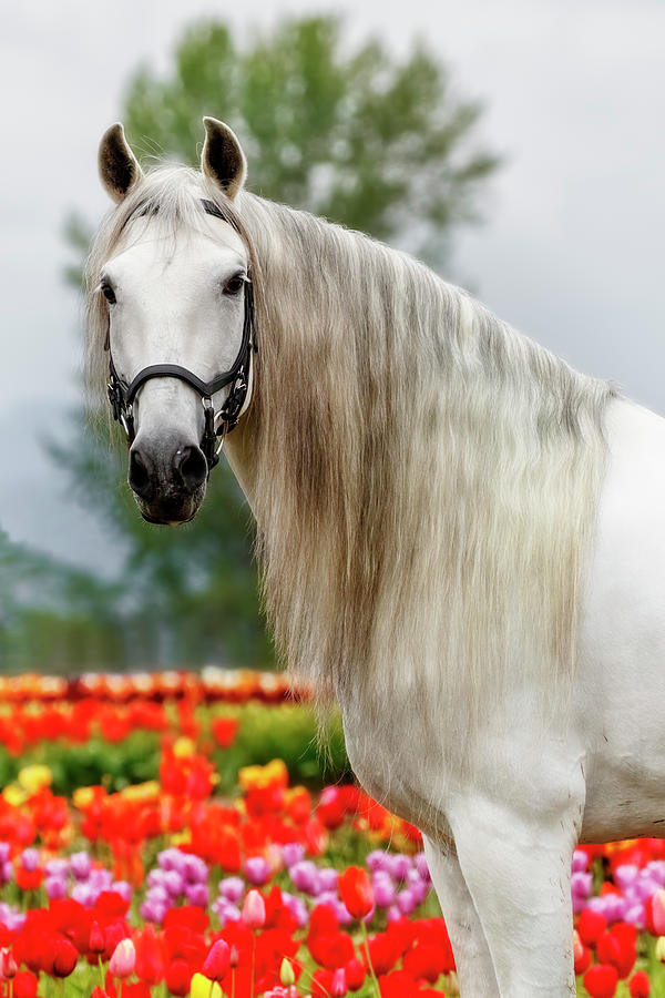 Springtime Andalusian Photograph by Wes and Dotty Weber
