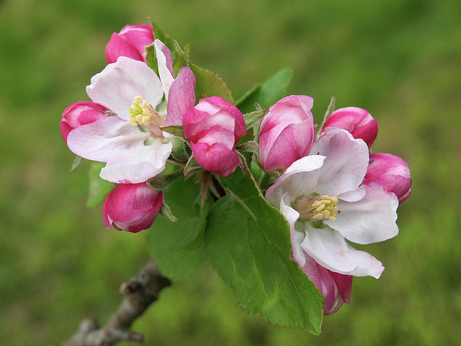 Springtime Apple Blossom Photograph by Gill Billington