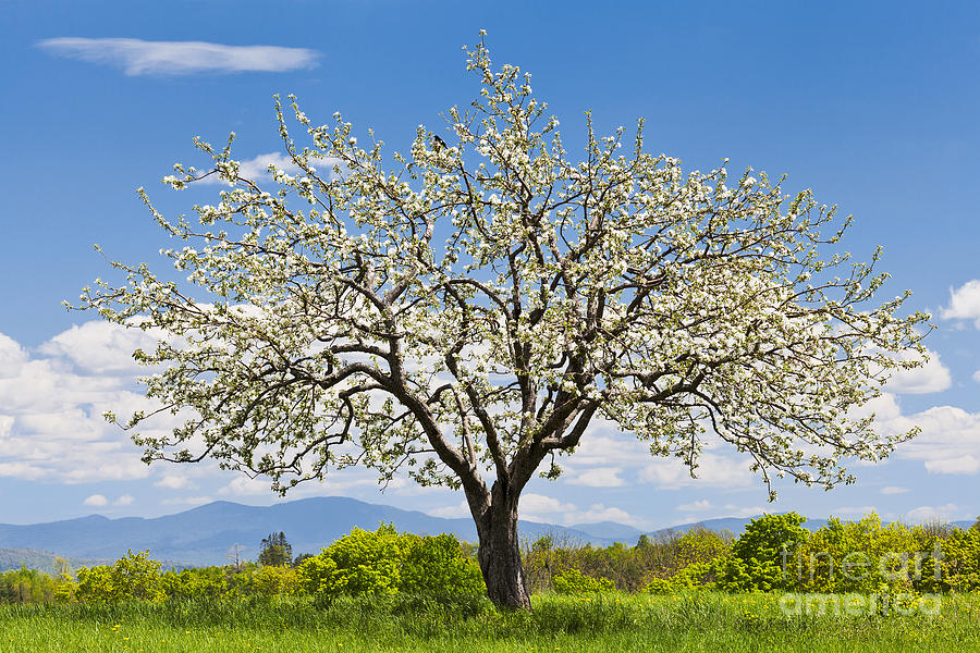 Springtime Apple Tree Photograph by Alan L Graham