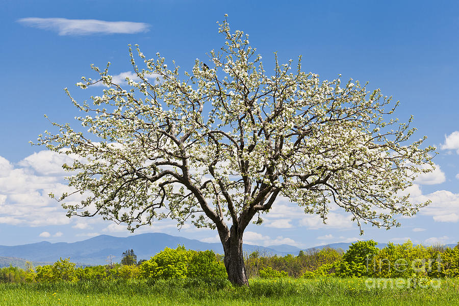 Apple Trees In Spring