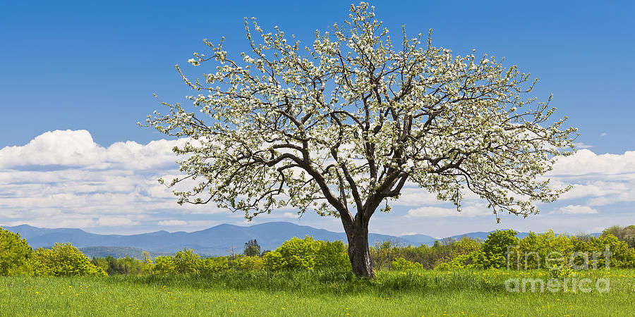 Springtime Apple Tree Panorama Photograph by Alan L Graham