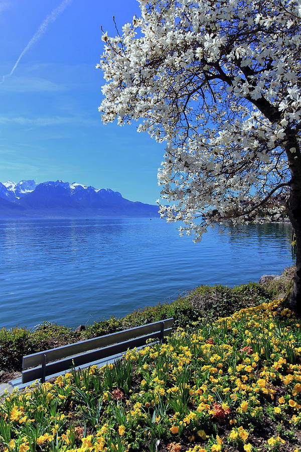Springtime at Geneva or Leman lake, Montreux, Switzerland Photograph by Elenarts - Elena Duvernay photo