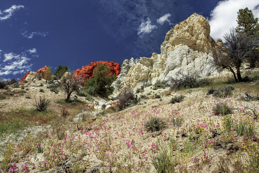 Springtime At Red Rock Canyon Photograph by James Eddy