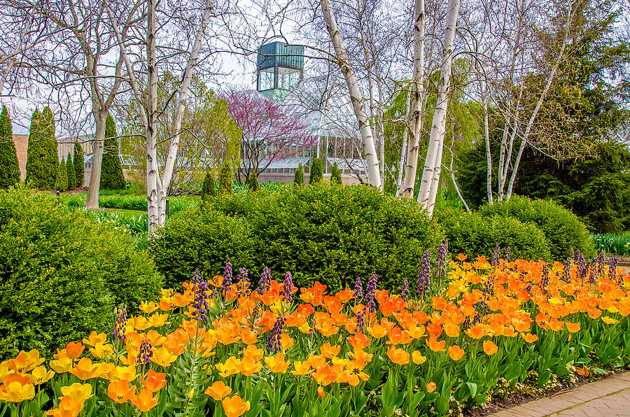 Springtime at the Chicago Botanic Garden Photograph by Julie Palencia