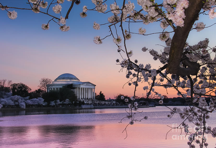 Springtime at the Tidal Basin Photograph by Amy Sorvillo