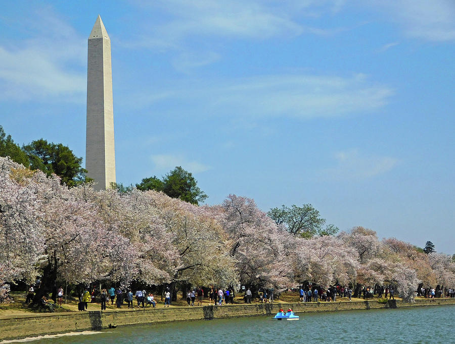 Springtime at the Tidal Basin Photograph by Emmy Marie Vickers