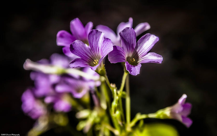 Springtime Blooms Violet Wood Sorrel 2 Photograph by Debra Forand