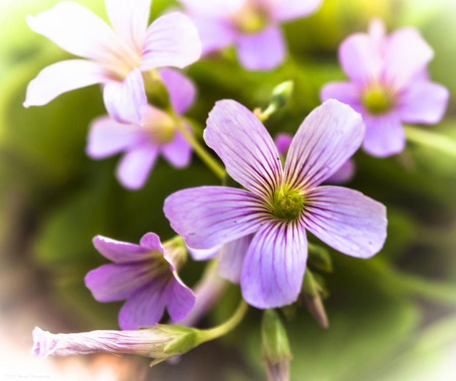 Springtime Blooms Violet Wood Sorrel 3 Photograph by Debra Forand