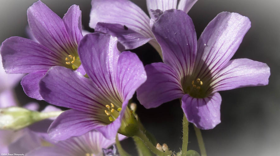 Springtime Blooms Violet Wood Sorrel Photograph by Debra Forand