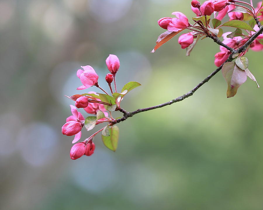Springtime Blossoms  Photograph by Angela Murdock