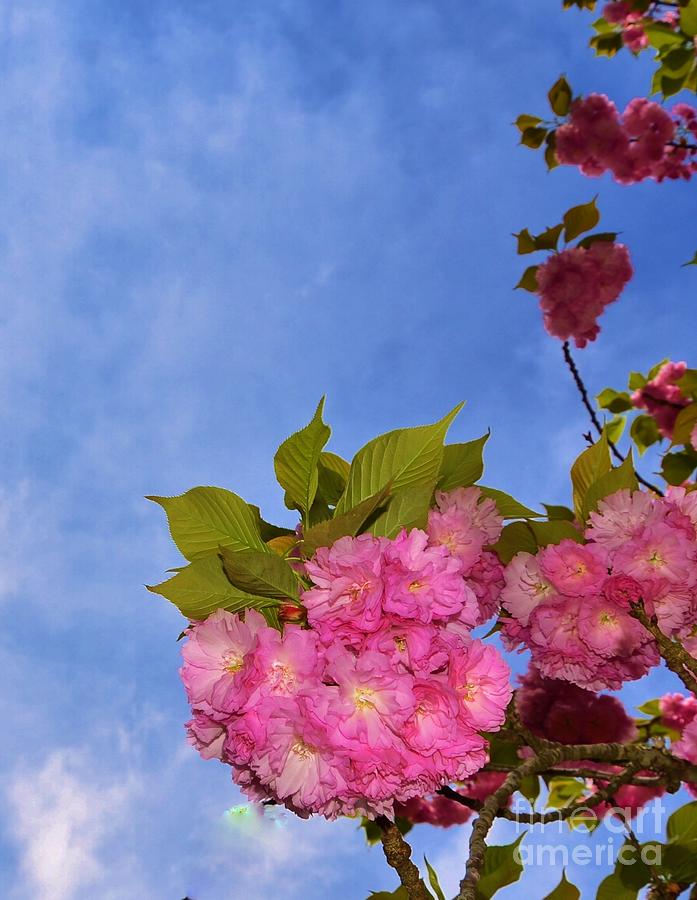 Springtime Blossoms Photograph by Bob Sample