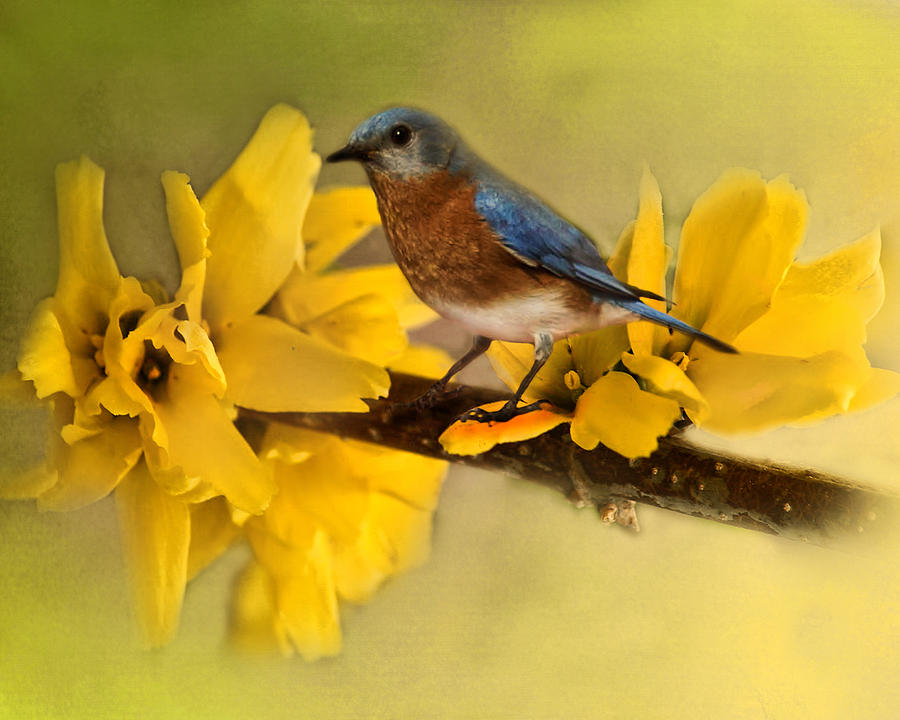 Springtime Bluebird Photograph by TnBackroadsPhotos 