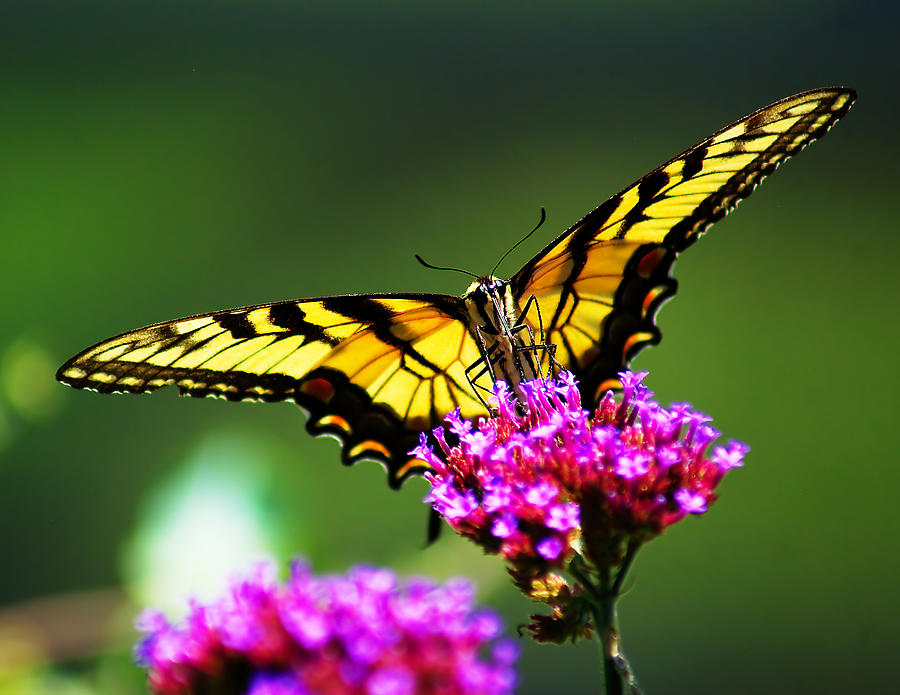 Springtime Butterfly Photograph by Nick Zelinsky Jr