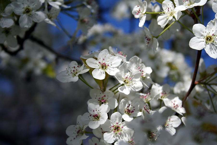 Springtime Cherry Blossoms Photograph by Valerie Collins