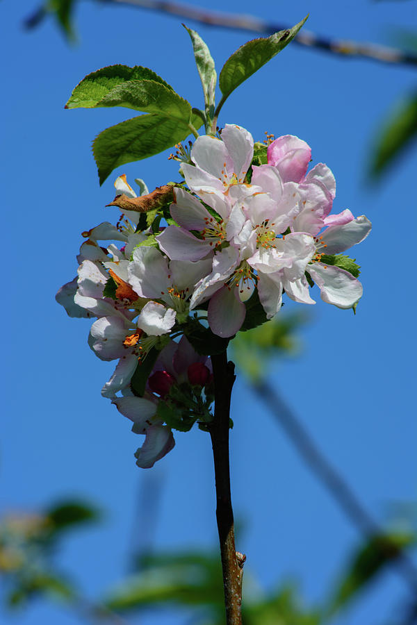 Springtime Cherry Tree Blossoms Photograph by Tikvahs Hope