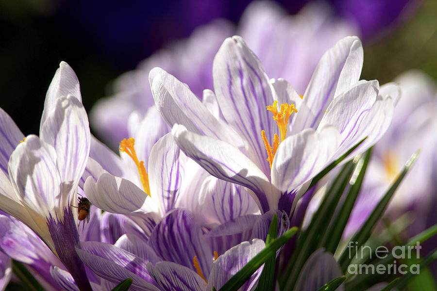 Springtime Color Photograph by Sharon Talson
