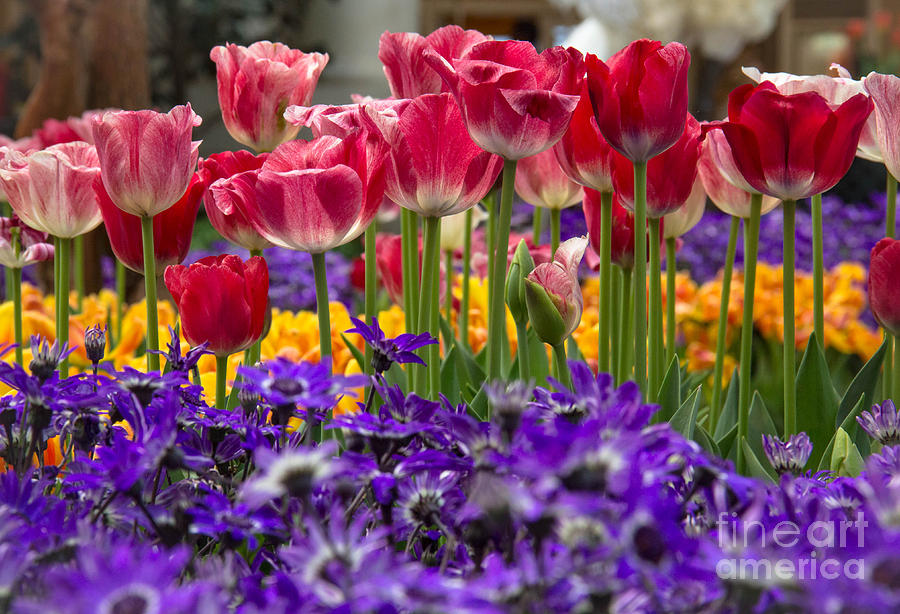 Flower Photograph - Springtime Colors by Amy Sorvillo