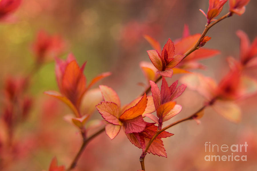 Springtime Colors Photograph by Karin Pinkham