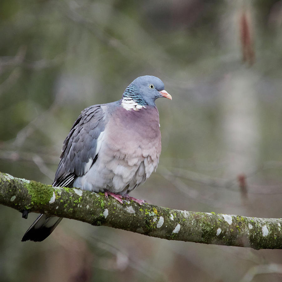 Springtime. Common Wood Pigeon Photograph